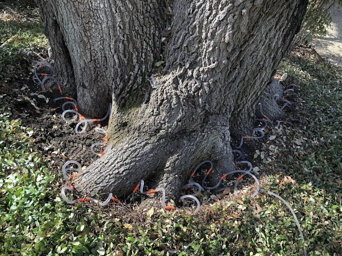 Detailed Tree Cabling and Bracing job site in Pocopson