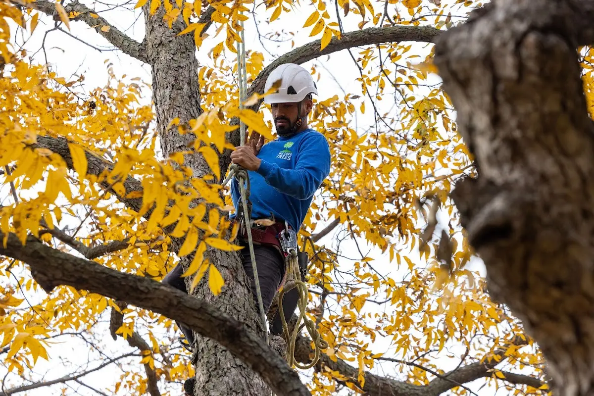 Skilled Tree Transplanting crew working in Pocopson